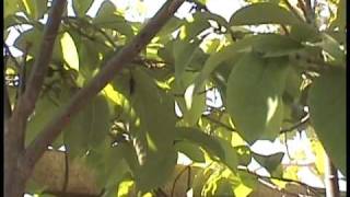 Cherimoya Hand Pollination Part 2 [upl. by Adle]