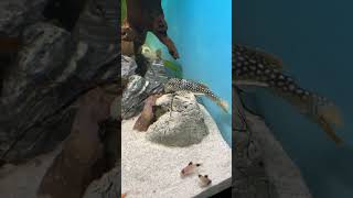 pleco wild L14 james bond music musica dj aquarium trending aquariumfish peces [upl. by Yunick878]