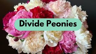 How When amp Why To Divide Peonies [upl. by Aiyot]