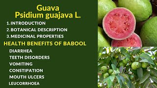 Psidium GuajavaGuavaAmrudPerala Botanical Description amp Medicinal Uses and explain in detail [upl. by Kcirdnek]