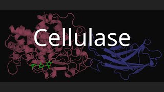 Cellulase [upl. by Aicenaj]