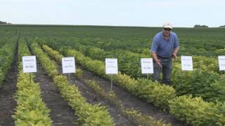 Iron Deficiency Chlorosis IDC Mid to Late Group 1 Soybeans [upl. by Hall425]