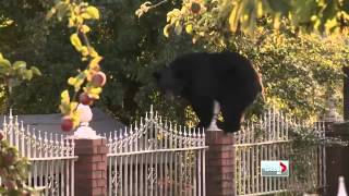 Bear runs loose in the city [upl. by Ym]