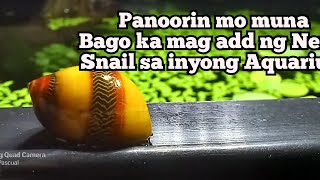 Nerite Snail Pros and Cons Bakit mahalaga sa Eco System ng Aquarium [upl. by Silver]