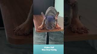 French Bulldog Mun Stuck on the Table Because Hes Stupid part 2 [upl. by Ejroj390]