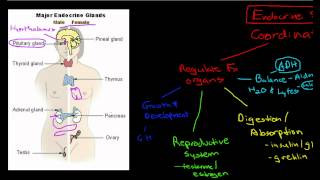 Introduction to the Endocrine System [upl. by Assilat]