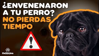 ¿TU PERRO FUE ENVENENADO PRUEBA ESTOS REMEDIOS CASEROS [upl. by Nivla]