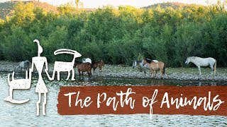 The Path of Animals  Wilderness Therapy at Anasazi Foundation [upl. by Rocky]