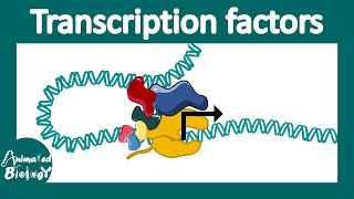 Transcription factors  general transcription factors  transcription factor networks  Molbio [upl. by Accebar721]