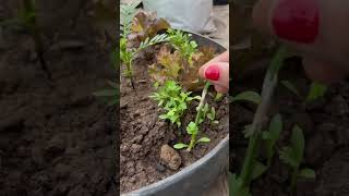 Seeds germination update 🌱youtube shorts trending ytshorts [upl. by Nnainot]