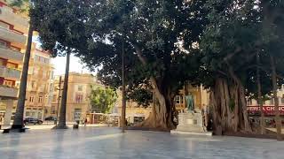 Cartagena Plaza de San Francisco  Ficus macrophylla  Moreton Bay Fig  Spain  2024 jan [upl. by Balbinder]