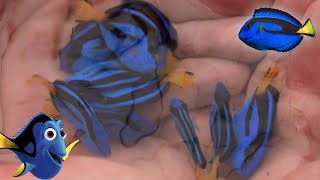 Facts The Blue Tang Palette Surgeonfish  finding dory fish facts [upl. by Morrell890]