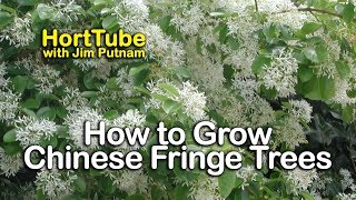 How to grow Chinese Fringe Trees  White Spring Flowering Tree  Chionanthus retusus [upl. by Bernadene]