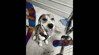 Video of adoptable pet named Buster [upl. by Papotto]