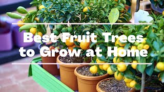 Top 7 Fruit Plants to Grow In pot Good for indoor and outdoor gardening [upl. by Niraj]