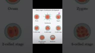 EARLY EMBRYONIC STAGES makescienceeasy science neet zygote to embryo neet biology [upl. by Asenad]