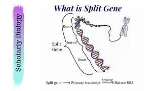 Split Gene  Introns and Exons in DNA  Molecular Basis of Inheritance  Biology Class 12NEET [upl. by Chirlin]