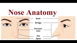 Nose structure and functions  2024 [upl. by Alehs136]