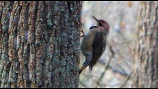 Woodpeckers Sound [upl. by Nema]