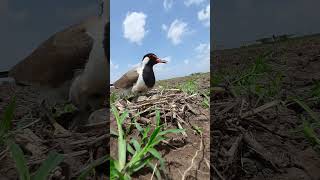 Lapwing Nesting youtubeshorts wildlife birds viralvideo tranding nature short [upl. by Ardnekan852]