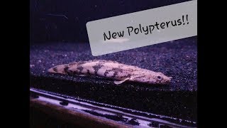 New Polypterus Lapradei and Endlicheri  bonus K1 filter sump update [upl. by Issak]