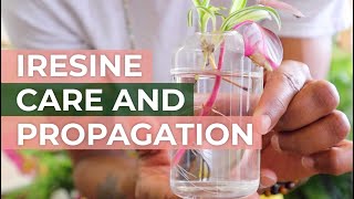 Iresine Herbstii Plant Care and Propagation Tips for Vibrant Foliage and Successful Propagation [upl. by Sunderland234]