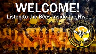 The Healing Sound of Bees the Hive ASMR proven health benefits when you relaxe watch and listen [upl. by Htebizile558]