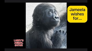 Baby Gorilla  Jameela 35 eats with her family [upl. by Scharf]