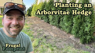 Planting an Arborvitae Hedge [upl. by Giacinta]