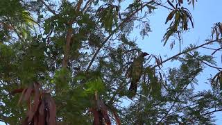 West Mexican Chachalaca [upl. by Animor579]