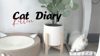 Cat Diary 猫咪日记 4th [upl. by Adnoloy]