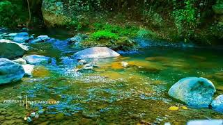 Relaxing River Sound Calming Water For Proven to Cure Stress And Mental Disorders [upl. by Drogin]