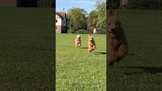 Goldendoodle and Labradoodle Puppies in London park [upl. by Blum]