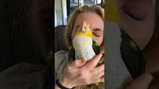 Puffman Caique Parrot Runs From Mom’s Kisses parrots caique cuteanimals [upl. by Sinnek]