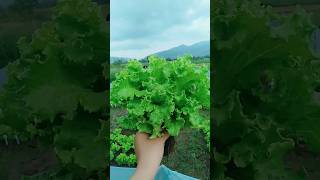 Lactuca sativa 🥗 [upl. by Iana]