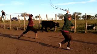 Pialadas de Terneros 🤠🐂 CamperoTv Lazo Canal Campo Rural TvAgro Monta de Terneros CamperoTv [upl. by Nnazil]