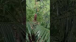 Cycas circinalis cycadaceae  gymnosperms cycas shortsvideo shortvideo shorts [upl. by Keisling691]