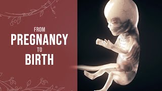 Pregnancy  How a Wonder is Born Animation [upl. by Barfuss854]