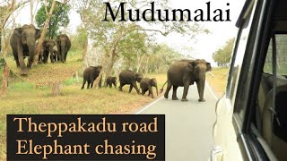 Theppakadu road masinagudi Forest  masinagudi to mudumalai road elephant chasing masinagudi ooty [upl. by Win564]