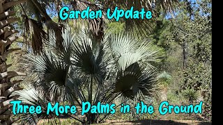 Quick Garden Update Planting more Palms [upl. by Severson]