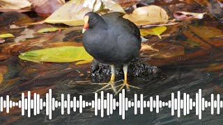 Dusky Moorhen call  Australian Bird Sounds amp Songs [upl. by Accissej]