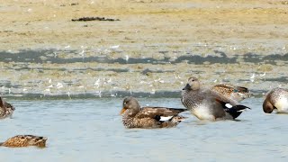 Krakeend Gadwall [upl. by Nrubliw]