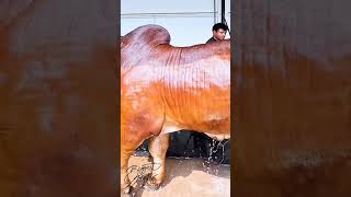 cow brahmancattle brahmans farm redbrahmanbull bull animals subscribetomychannel 🐄🐮 [upl. by Antonella]