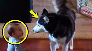 Baby Suddenly Started Howling What The Family Husky Did Next Will Blow Your Mind [upl. by Lebna]