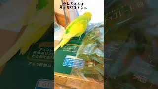 チョコレート効果開封～とセキセイインコ [upl. by Raine625]