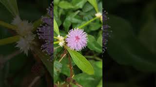 mimosa touchmenotplant flowers flowerpower flowerlovers [upl. by Fanchon969]