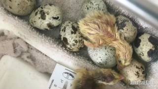 Coturnix Quail Hatching Timelapse [upl. by Erasme]