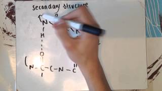 F212  Amino Acids Primary Secondary amp Tertiary Structure [upl. by Manny]