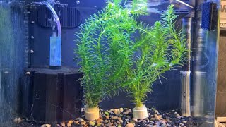 How To Breed Golden Wonder Panchax Killifish [upl. by Adnarrim]