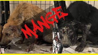 Types of dog mangewhat is mange in dogs  Demodectic sarcoptic [upl. by Nels]